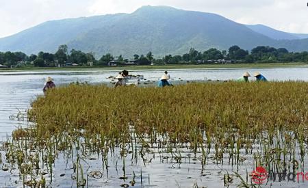Người dân xứ Thanh dầm mình trong biển nước gặt lúa sau mưa bão