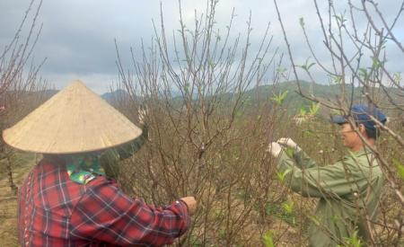 Người trồng hoa Quảng Ninh thấp thỏm lo vụ Tết
